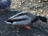 20200423165042-DSCF5089.JPG