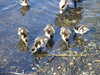 20200423165116-DSCF5092.JPG