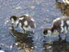 20200423165237-DSCF5099.JPG