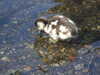 20200423165250-DSCF5100.JPG