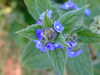 20200423170009-DSCF5103.JPG
