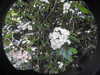 20200424153642-DSCN2155.JPG