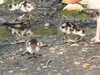 20200424155426-DSCN2157.JPG