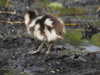 20200424155611-DSCN2167.JPG