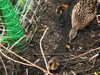 20200430170104-DSCN2187.JPG