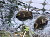 20200430170446-DSCF5113.JPG