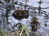 20200430170449-DSCF5114.JPG