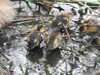20200430170503-DSCN2198.JPG
