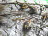 20200430170505-DSCN2199.JPG
