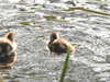 20200504170819-DSCN2218.JPG