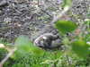 20200504171030-DSCN2226.JPG