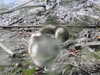 20200504171127-DSCN2230.JPG