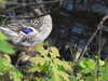 20200504172731-DSCN2247.JPG