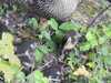 20200504172811-DSCN2249.JPG