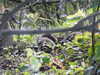 20200504172909-DSCN2251.JPG