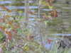20200504172926-DSCN2252.JPG