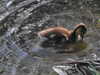 20200504172955-DSCN2254.JPG