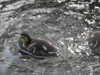20200504173000-DSCN2255.JPG