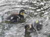 20200504173007-DSCN2257.JPG
