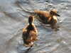 20200504173334-DSCN2267.JPG