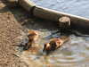 20200504173401-DSCN2270.JPG
