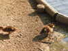 20200504173447-DSCN2273.JPG