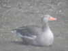 20200504173515-DSCN2275.JPG
