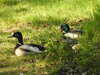 20200504173652-DSCN2280.JPG