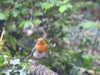 2020-05-06:Robin
