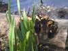 20200509134459-DSCN2309.JPG