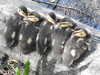 20200509134617-DSCN2318.JPG