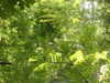 20200525145543-DSCN2397.JPG