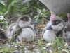 20200525150347-DSCN2417.JPG
