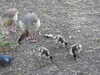 20200525150616-DSCN2422.JPG