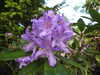 20200527162526-DSCN2473.JPG