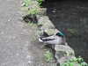 20200527162743-DSCN2478.JPG