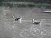20200527163336-DSCN2489.JPG