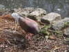 20200527163645-DSCN2493.JPG