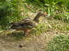 20200527163759-DSCN2495.JPG