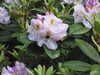 20200527164557-DSCN2512.JPG