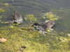 20200602165337-DSCN2554.JPG