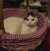 2020-06-27:Aineko in basket
