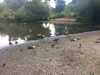 2020-07-02:Ducks
