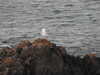 20200802192338-DSCN3302.JPG