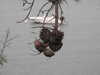 20200802194908-DSCN3338.JPG