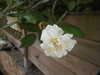 20200803152841-DSCN3366.JPG