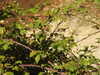 20200803160527-DSCN3388.JPG