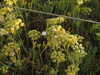 20200805201053-DSCN3449.JPG