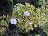 20200805211221-DSCF5149.JPG
