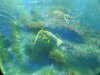 20200807090004-DSCN3590.JPG